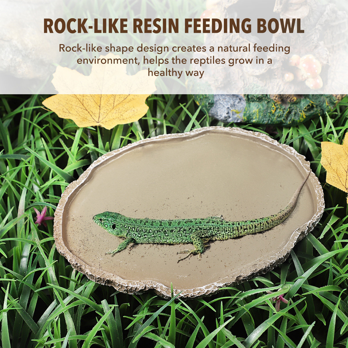 견고한 재질의 레진 재질 파충류용 급식 그릇, 거북이, - Water Dish Reptile 리뷰 및 가격
